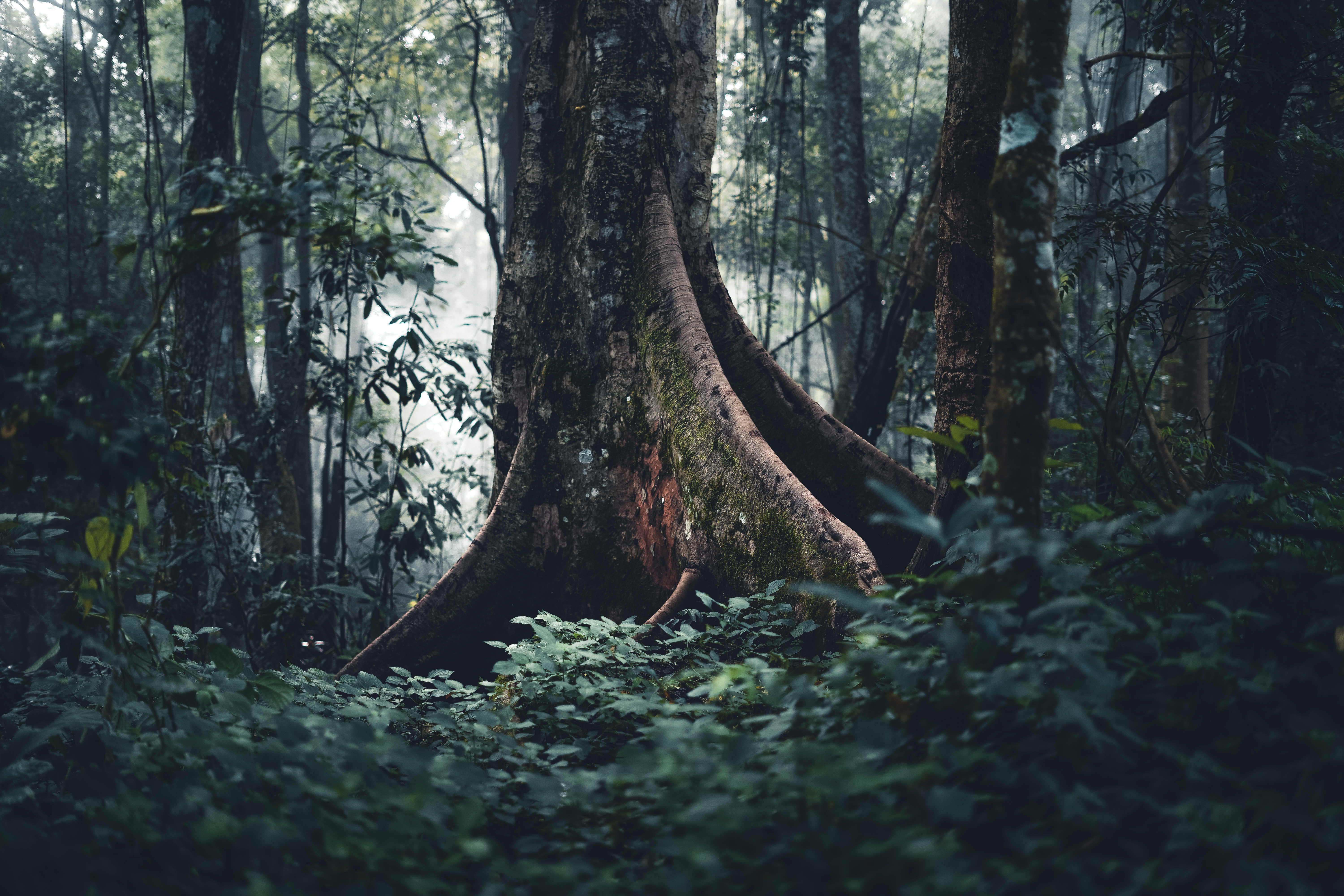 Trees and coffee trees in the foggy forest