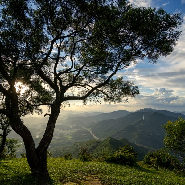 tree